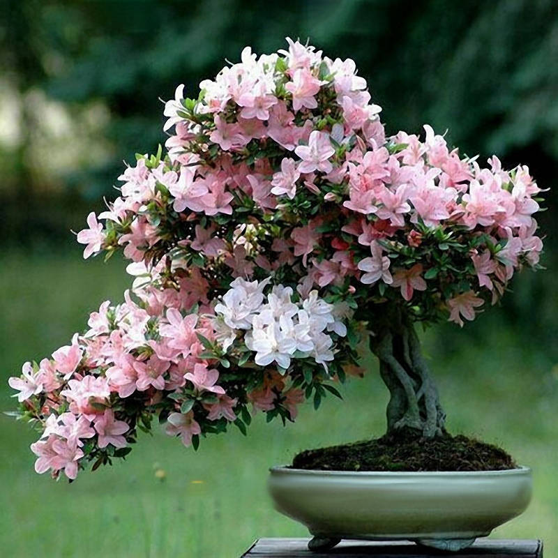 Egrow 10Pcs Sakura Flower Seeds Pink Cherry Blossom Tree Bonsai Plants Garden R