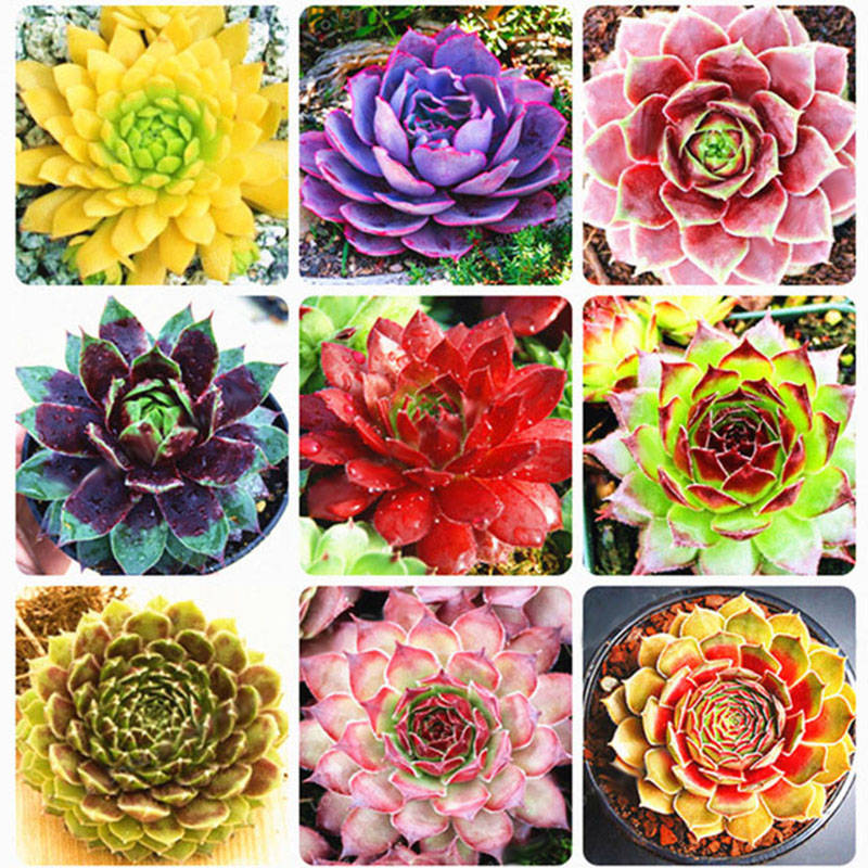 Egrow 100Pcs/Bag Sempervivum Seeds Colorful Gardening Succulent Plant Flower Se