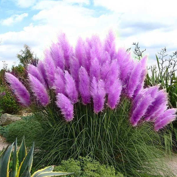 200Pcs Pampas Grass Seed Potted Ornamental Plants Purple Pampas Grass Garden Bo