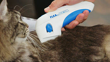 FLEA DOCTOR