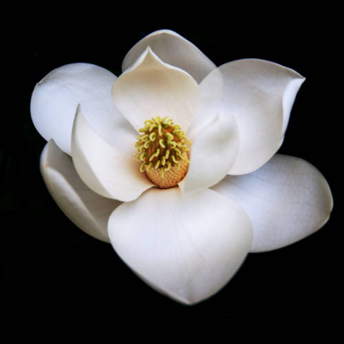 Magnolia Fragrance Oil - 50ml