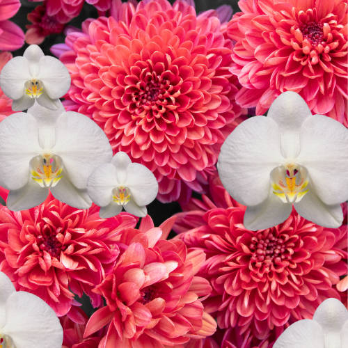 Red Dahlia & Orchid Fragrance Oil - 1L