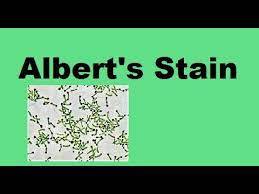 Albert's Stain A
