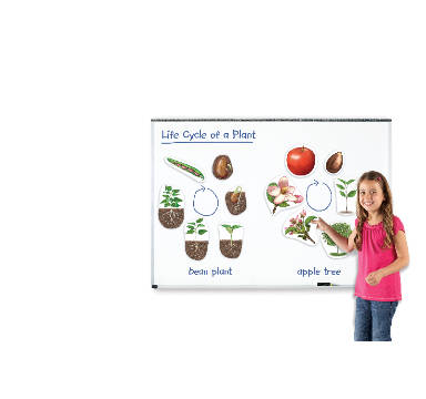 Learning Resources - Giant Magnetic - Plant Life Cycles