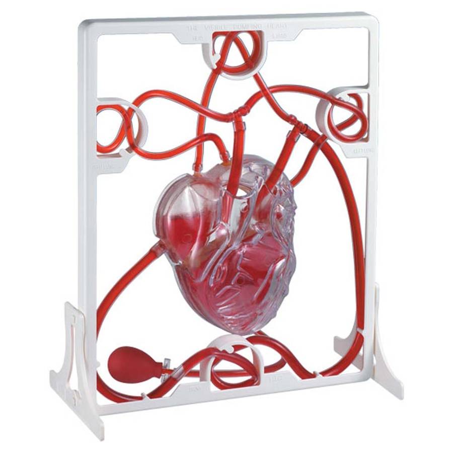 Edu-Toys - Pumping Heart