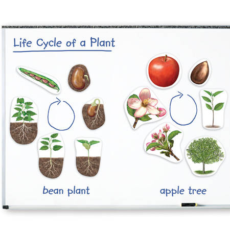 Learning Resources - Giant Magnetic - Plant Life Cycles