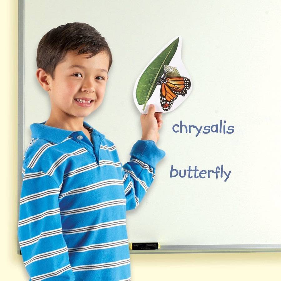 Learning Resources - Giant Magnetic Butterfly Life Cycle: Classroom Science Demo Set