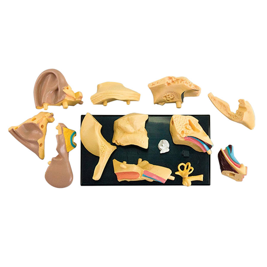 Edu-Toys - Anatomy Model - Ear - 14pcs