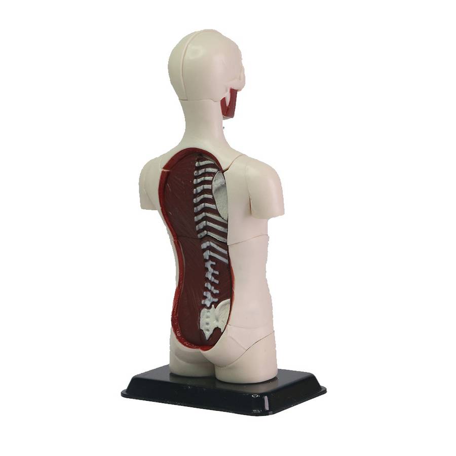 Edu-Toys - Human Anatomy Model - 32pcs 12.7cm