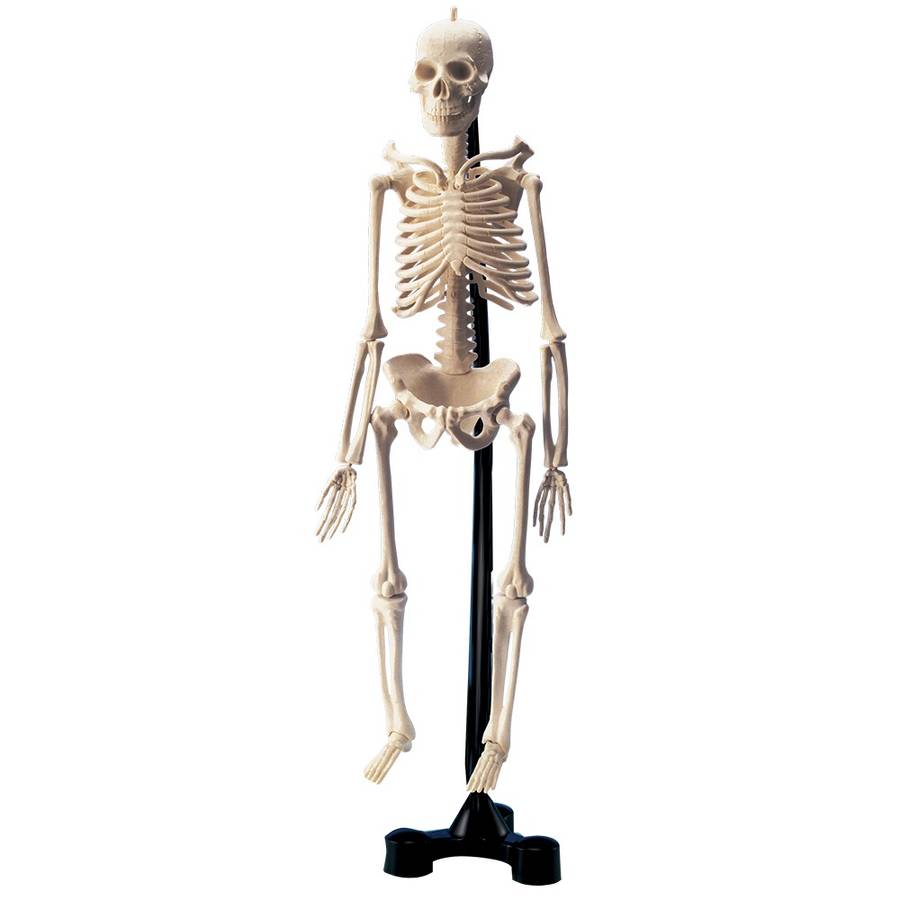 Greenbean - Mini Skeleton