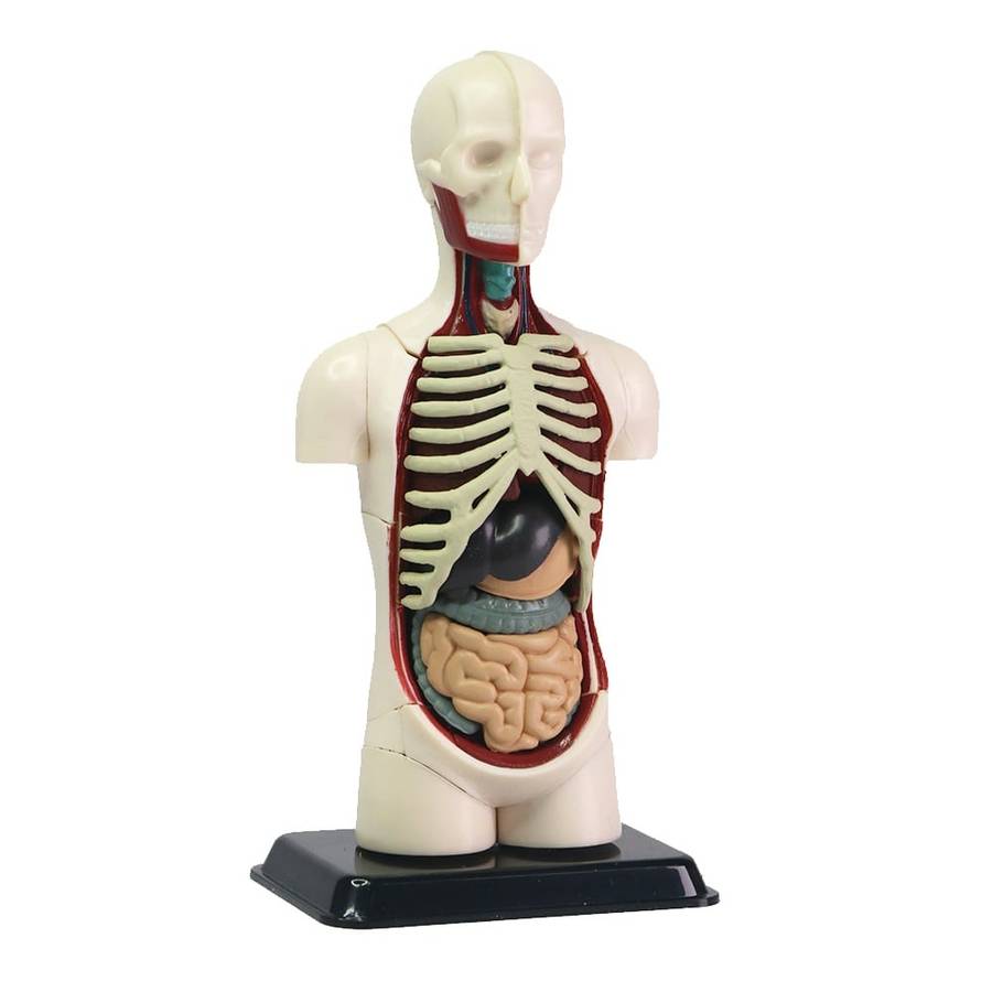 Edu-Toys - Human Anatomy Model - 32pcs 12.7cm