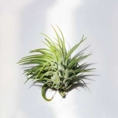Air Plant - Ionantha Ionantha