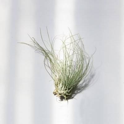 Air Plant - Tillandsia Argentea