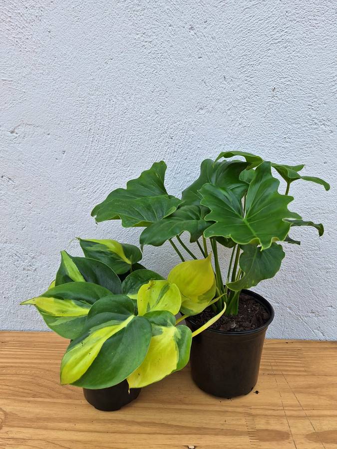 Beginners Combo # 1 (Philodendron Selloum & Brazil Philodendron)