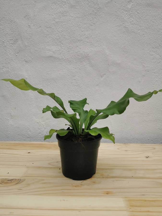 New Fern Combo (Kangaroo Fern and Birds Nest Fern)