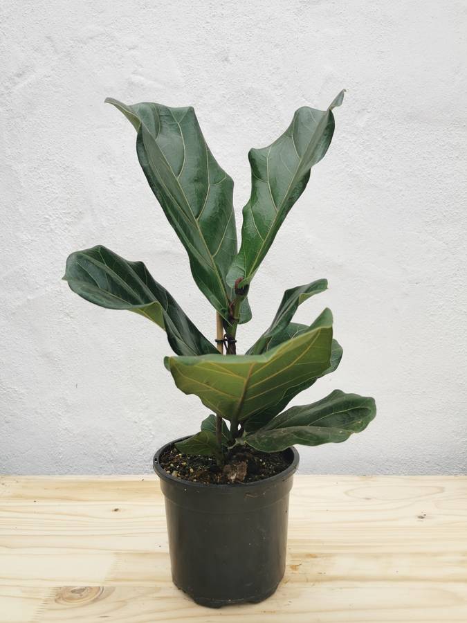 Fiddle Leaf Fig 'Ficus Lyrata' 14 - 30cm