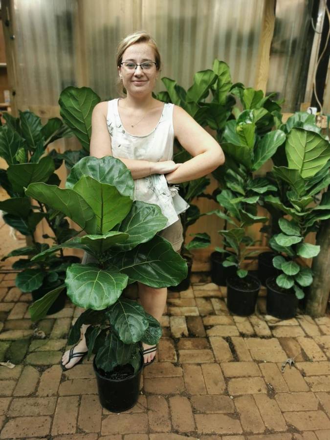 Fiddle Leaf Fig 'Ficus Lyrata' 14 - 30cm