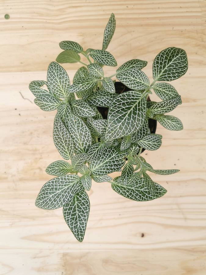 Nerve plants (Fittonia albivenis) -12 cm Nursery Pots | Indoor Plant