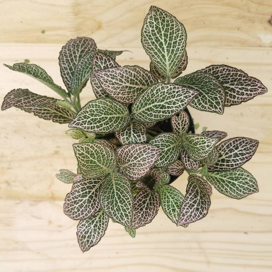 Nerve plants 'Fittonia albivenis' 12 cm