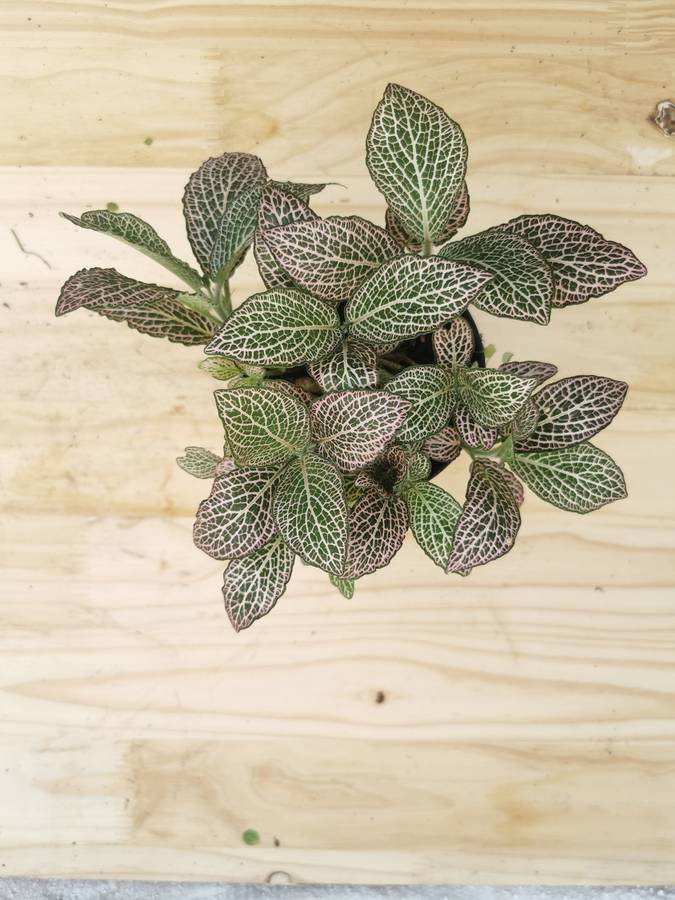 Nerve plants (Fittonia albivenis) -12 cm Nursery Pots | Indoor Plant