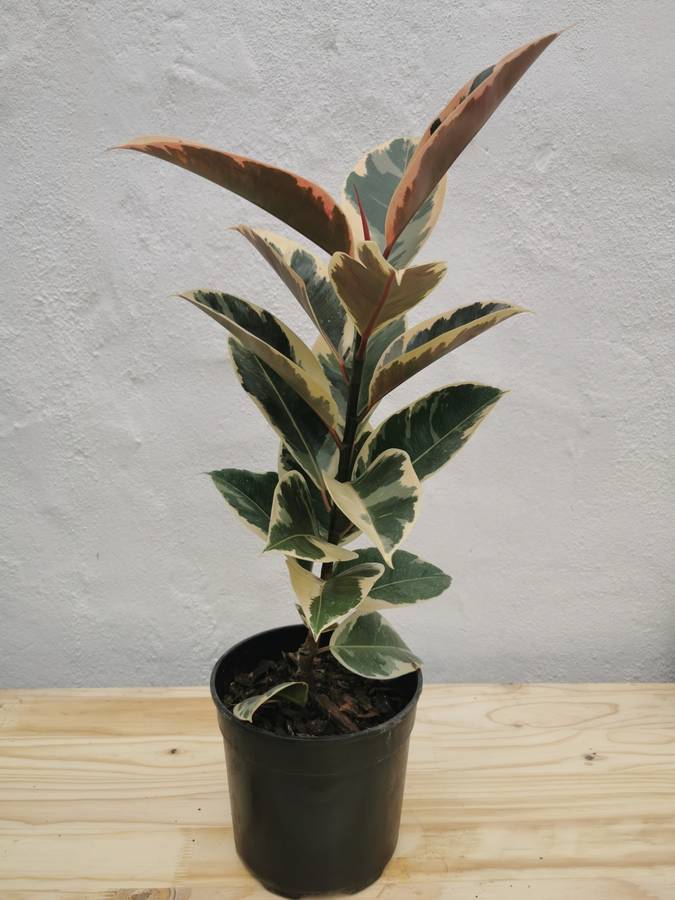 Rubber Tree Tineke (Ficus Elastica) 15 - 19 cm