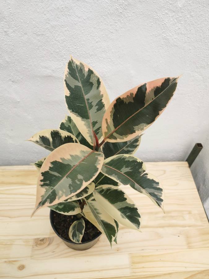 Rubber Tree Tineke (Ficus Elastica) 15 - 19 cm