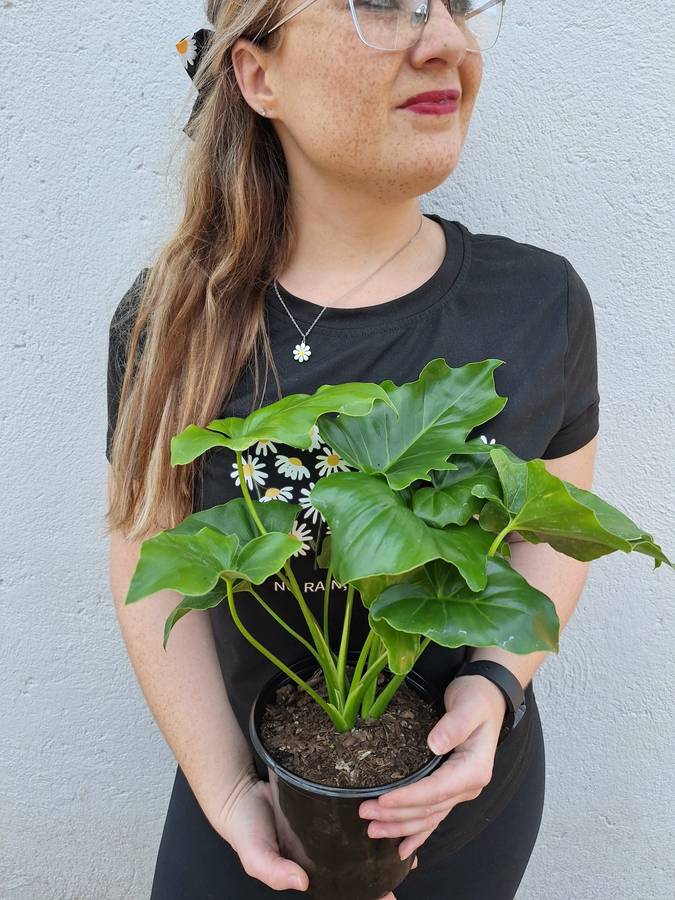 Beginners Combo # 1 (Philodendron Selloum & Brazil Philodendron)