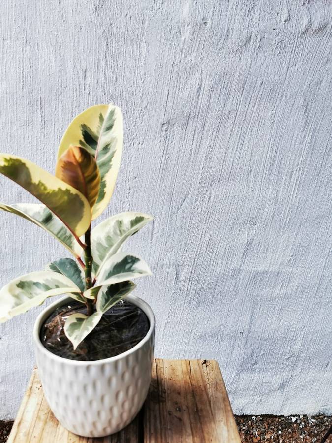 Rubber Tree Tineke (Ficus Elastica) 15 - 19 cm