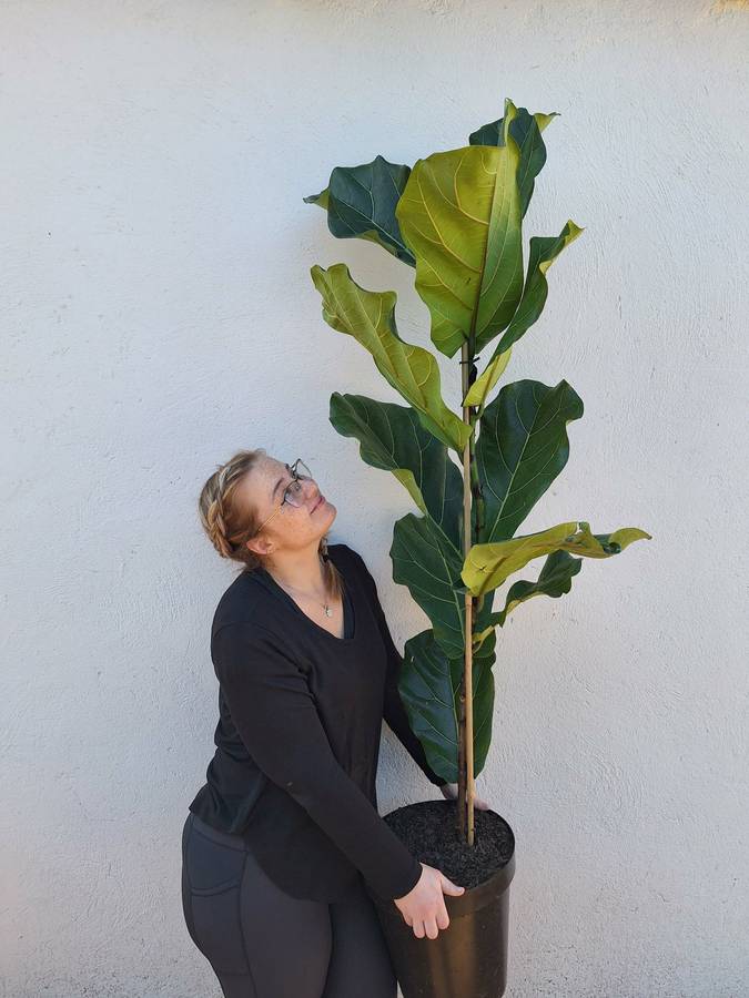 Fiddle Leaf Fig 'Ficus Lyrata' 14 - 30cm