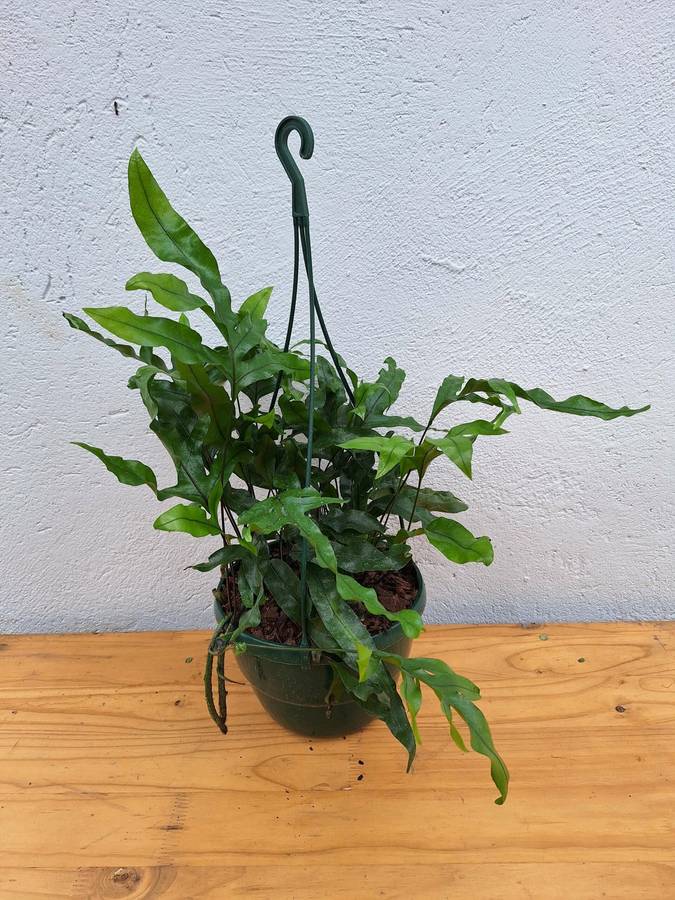 New Fern Combo (Kangaroo Fern and Birds Nest Fern)