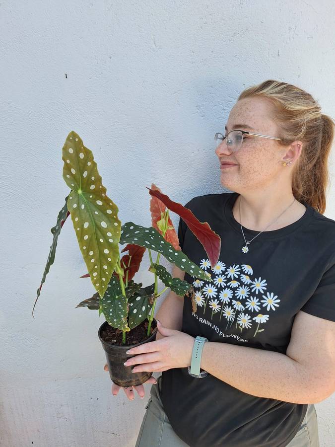 Polka Dot Begonia (Begonia Maculata)
