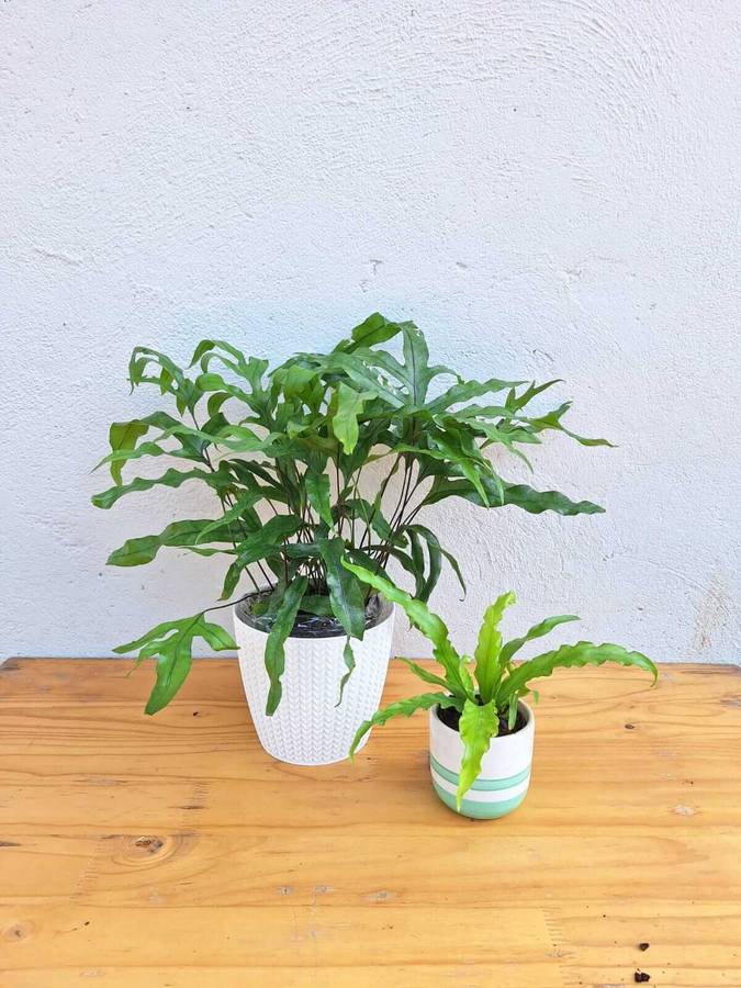 New Fern Combo (Kangaroo Fern and Birds Nest Fern)