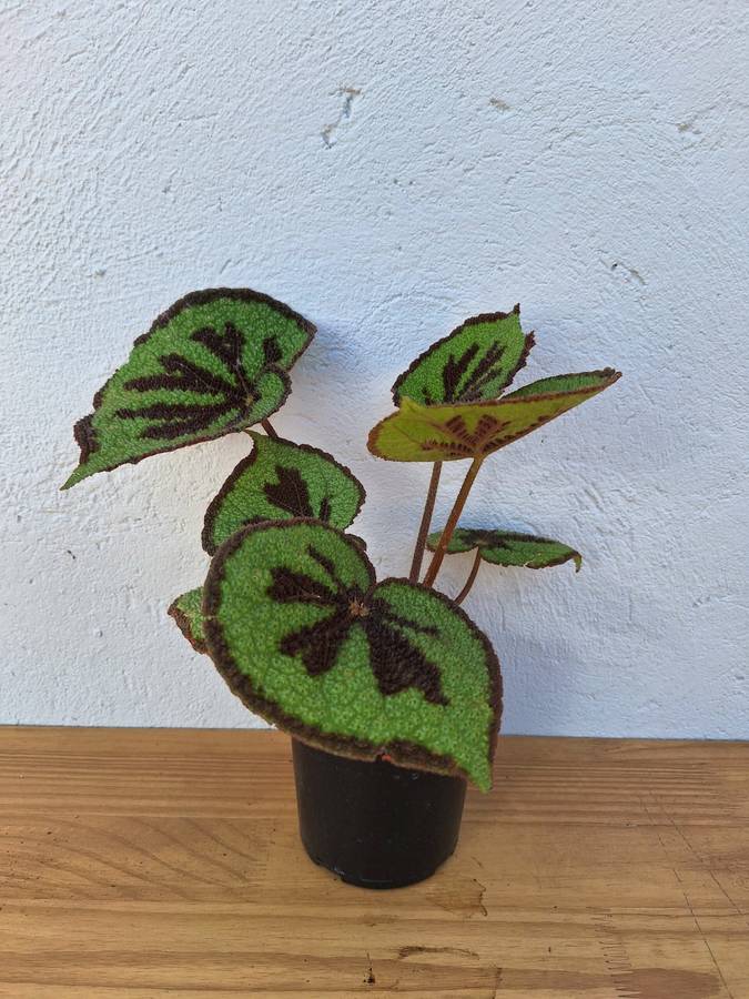 New Begonia Babes Combo