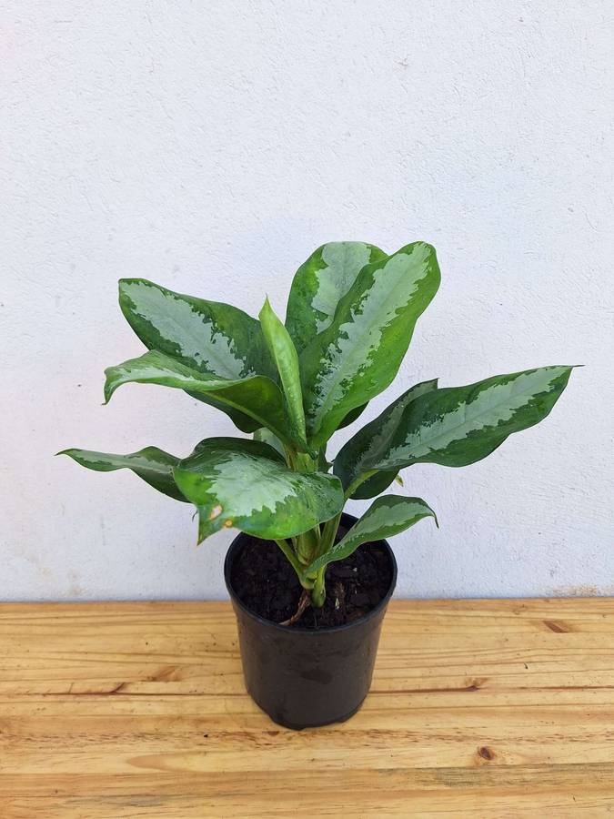 Silver Bay Chinese Evergreen (Aglaonema Commutatum) 19cm