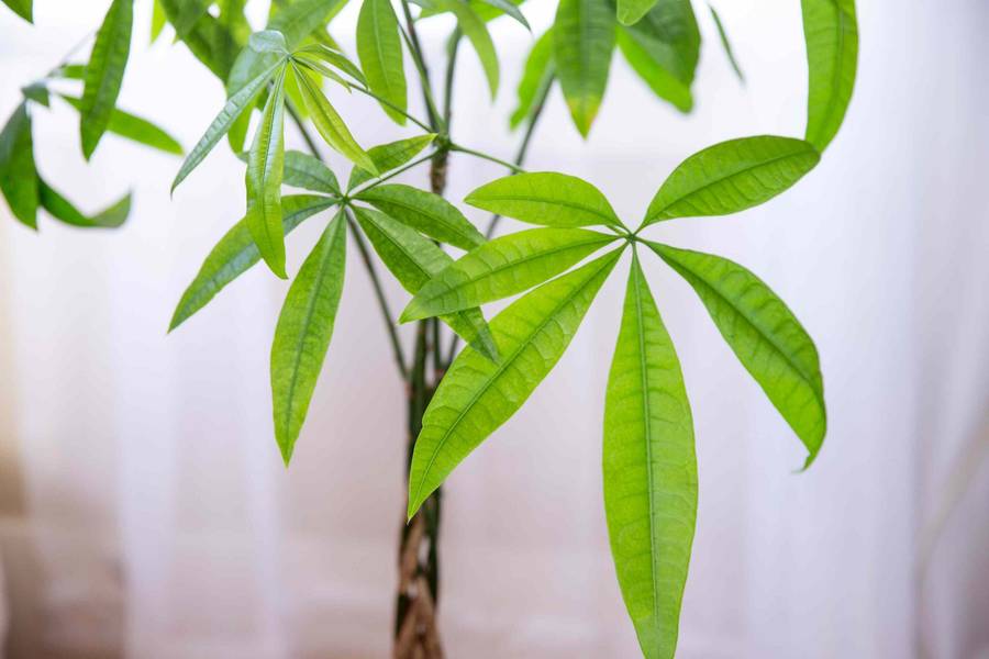 Money Tree 'Pachira aquatica'