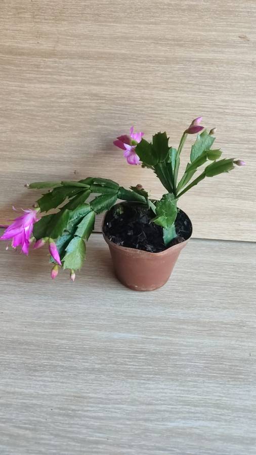 ZYGO CACTUS 'SCHLUMBERGERA TRUNCATA'