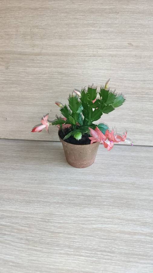 ZYGO CACTUS 'SCHLUMBERGERA TRUNCATA'