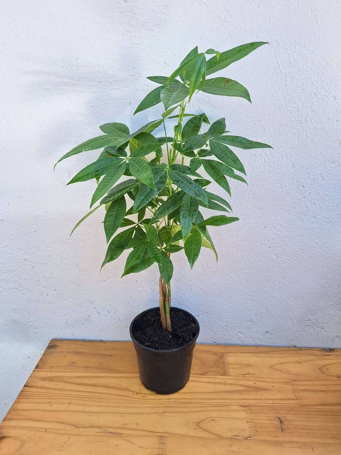 Money Tree 'Pachira aquatica'
