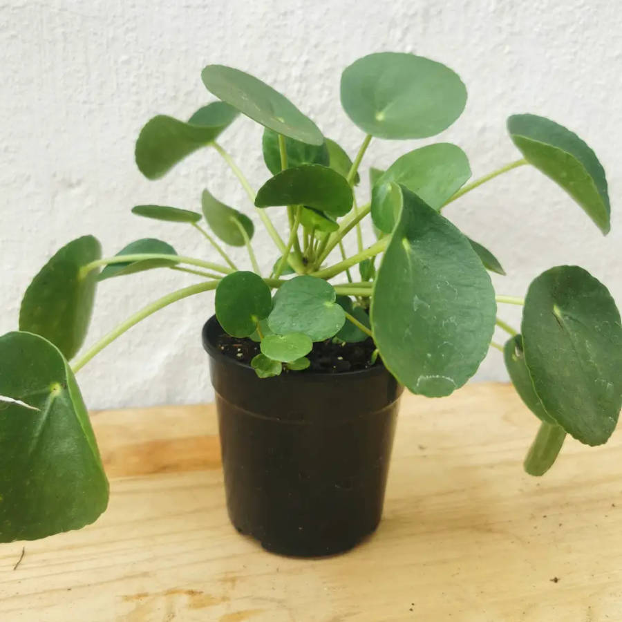 Chinese Money Plant 12cm and 16.5cm