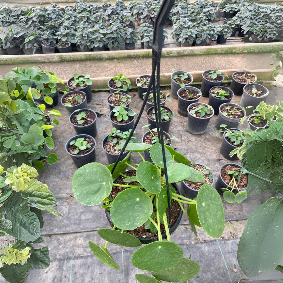 Chinese Money Plant 12cm and 16.5cm