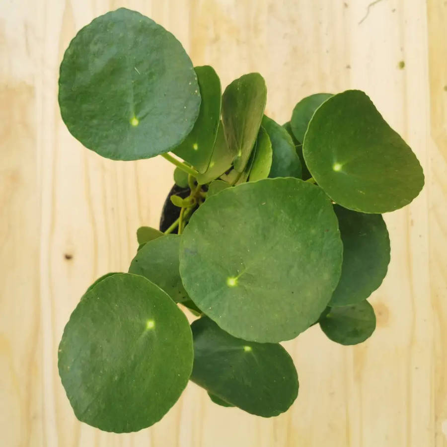 Chinese Money Plant 12cm and 16.5cm