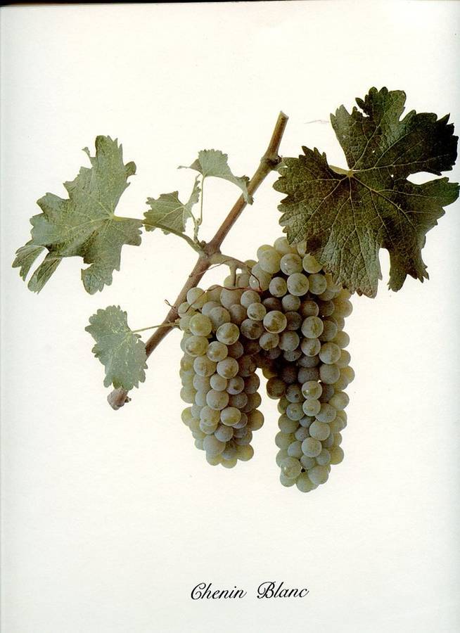 The Great Wine Grapes and the Wines They Make
