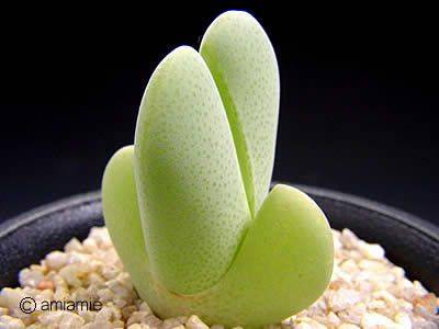 Image result for cheiridopsis pillansii