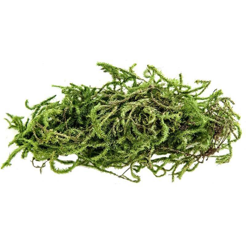Magic Earth Water Green Moss (Sphagnum Moss) 2L
