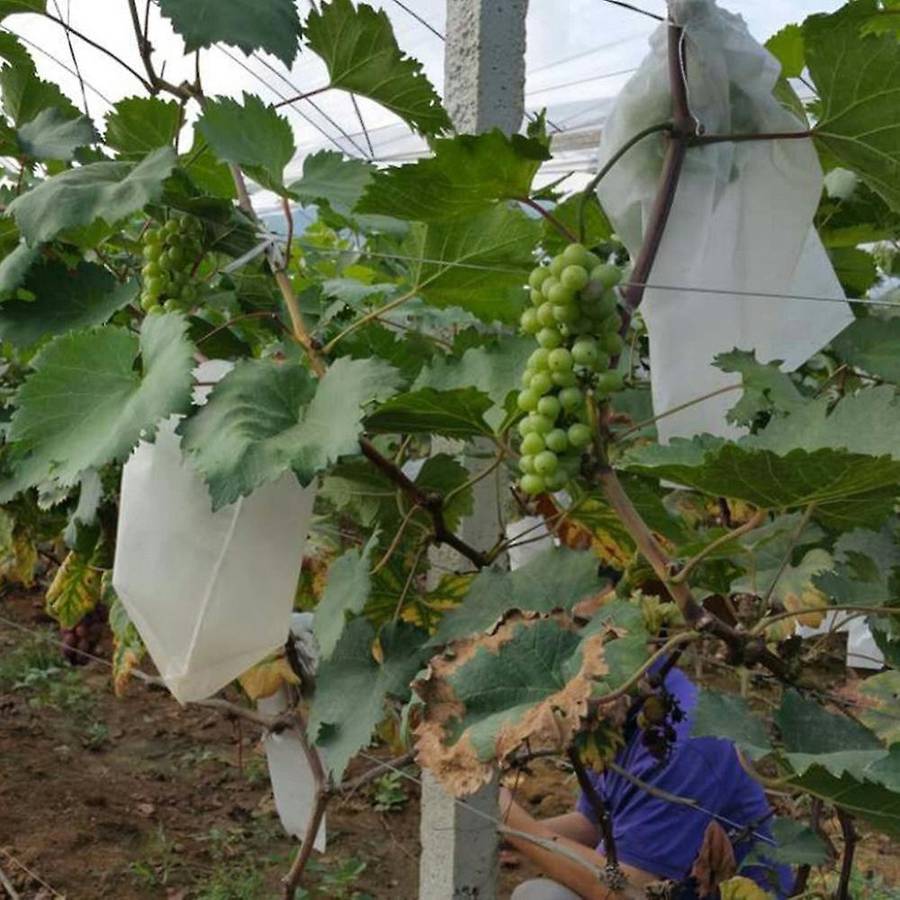 100pcs Grape Protection Bags Agricultural Against Insect Pouch