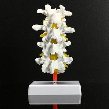 4 Part Chiropractic Human Anatomical Lumbar Vertebrae Spine Anatomy Medical Model
