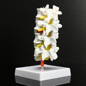 4 Part Chiropractic Human Anatomical Lumbar Vertebrae Spine Anatomy Medical Model