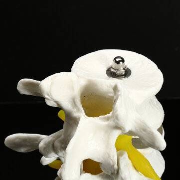4 Part Chiropractic Human Anatomical Lumbar Vertebrae Spine Anatomy Medical Model