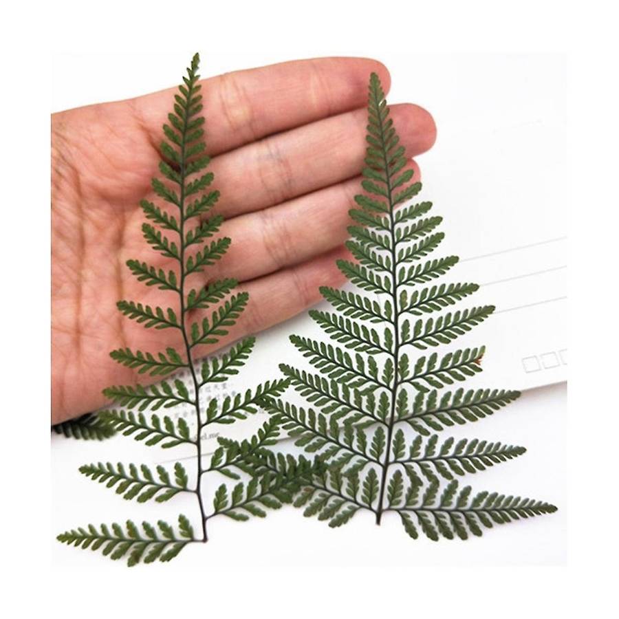 60Pcs Dried Green Fern Herbarium for DIY Jewelry Postcard Invitation Card Phone Case Pennisetum Leav