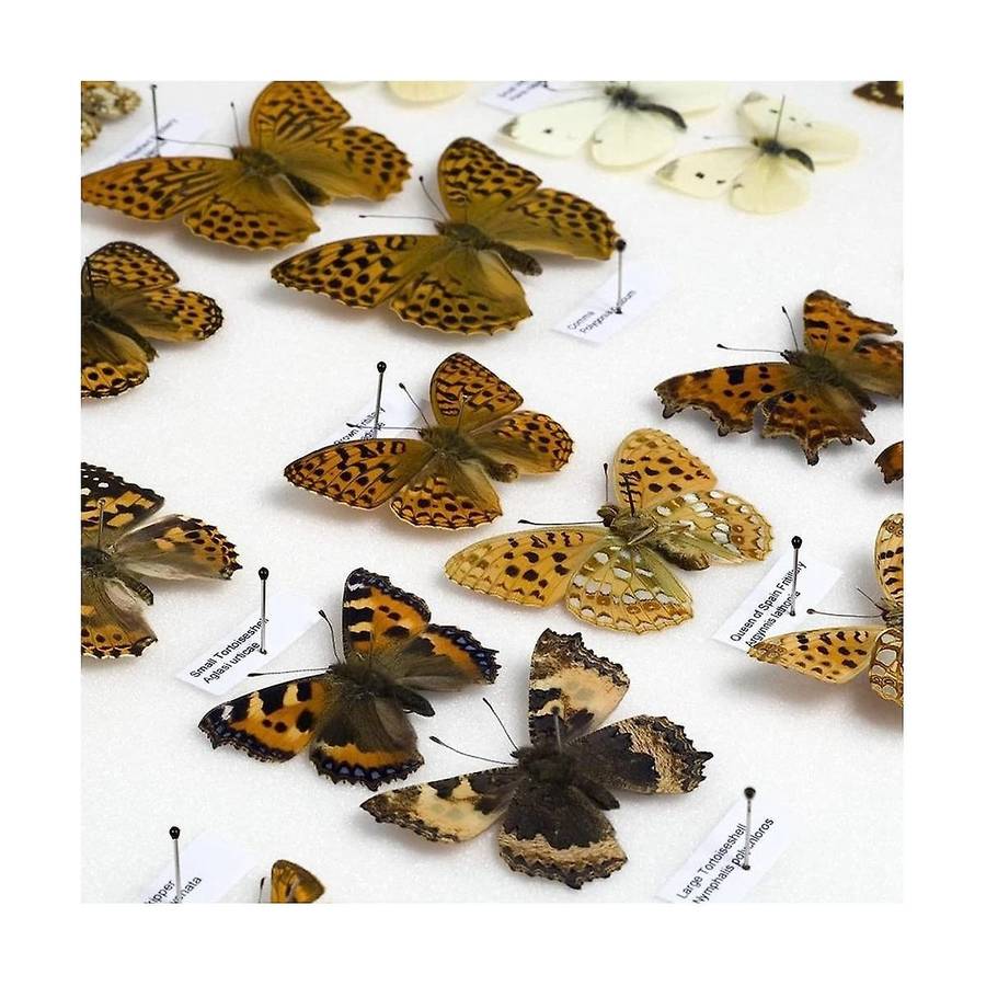 700pcs Specimen Insect Pins, Stainless Steel Insect Pins with Epoxy Resin Head Specimen Entomology